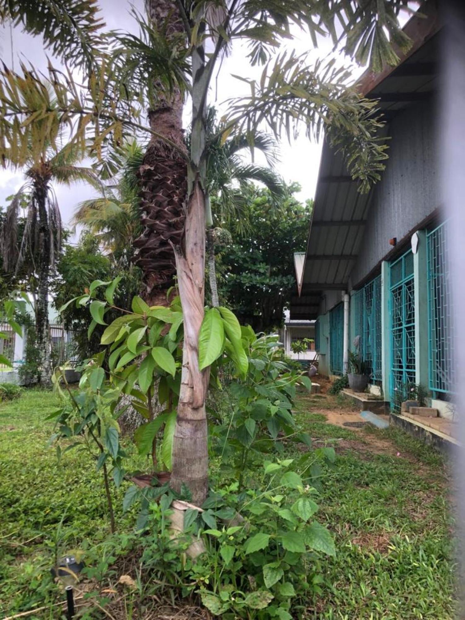 Unu Pikin Guesthouse Paramaribo Zewnętrze zdjęcie